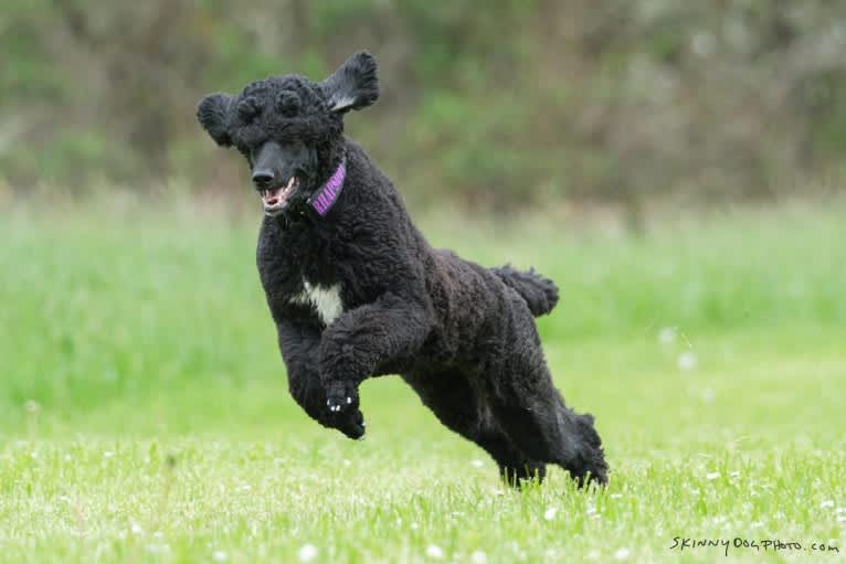 Nika, a Poodle (Standard) tested with EmbarkVet.com