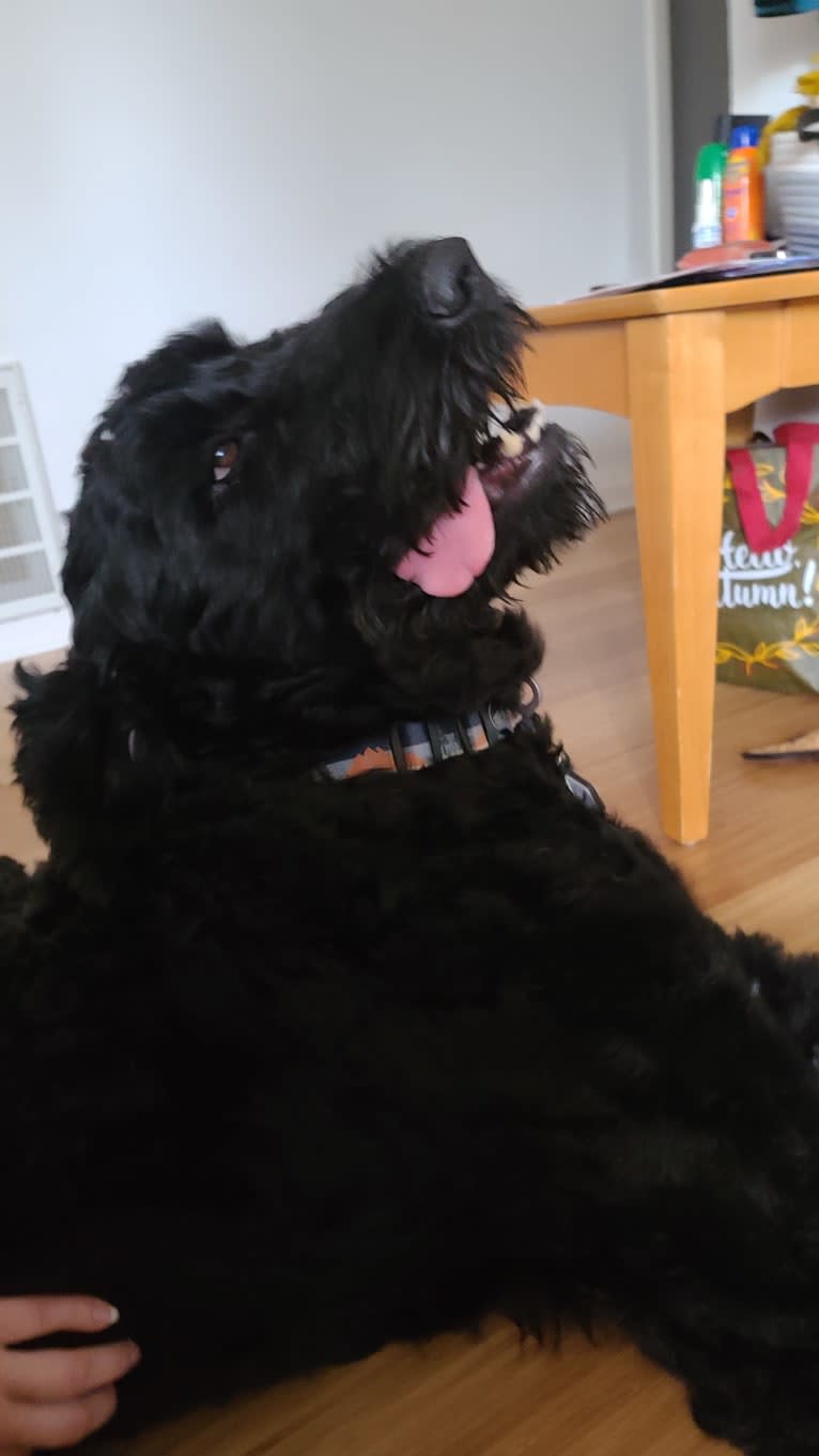 Raven, a Black Russian Terrier tested with EmbarkVet.com