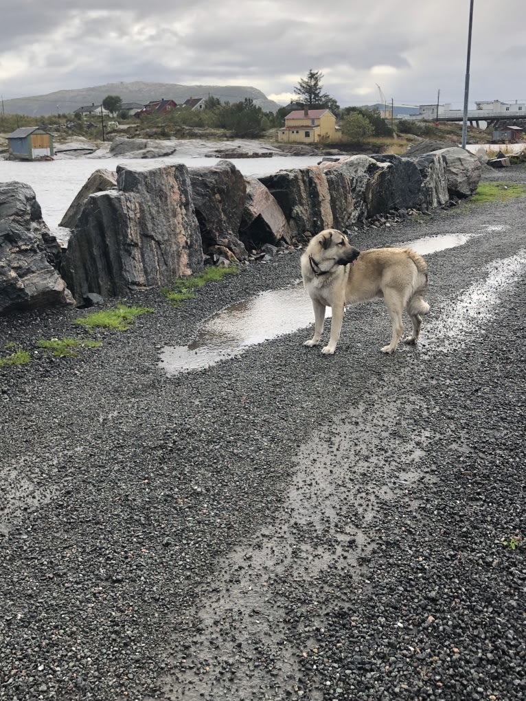 Arkan, an Anatolian Shepherd Dog tested with EmbarkVet.com