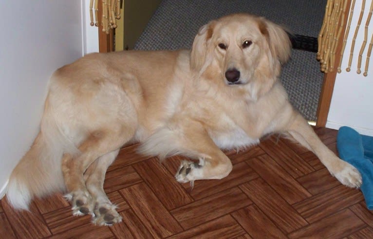 Bambi, a Great Pyrenees and Rottweiler mix tested with EmbarkVet.com