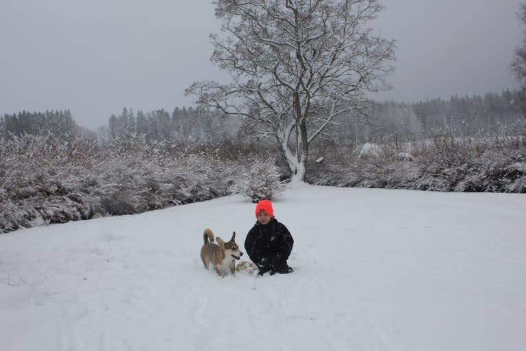 Bella, an Eastern European Village Dog tested with EmbarkVet.com