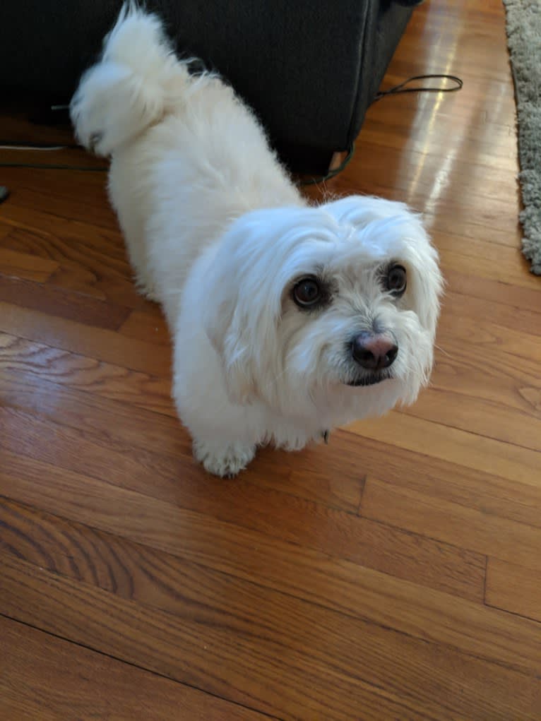 Bevins, a Bichon Frise and Miniature Schnauzer mix tested with EmbarkVet.com