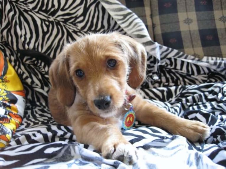 Rosie, a Basset Hound and Poodle (Small) mix tested with EmbarkVet.com