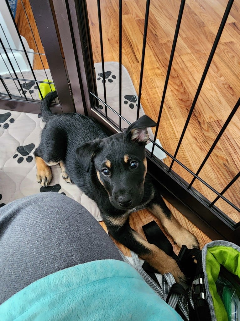 Tali'Zorah, an Australian Cattle Dog and Siberian Husky mix tested with EmbarkVet.com