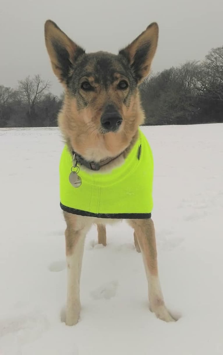 Wiley, a Middle Eastern Village Dog tested with EmbarkVet.com