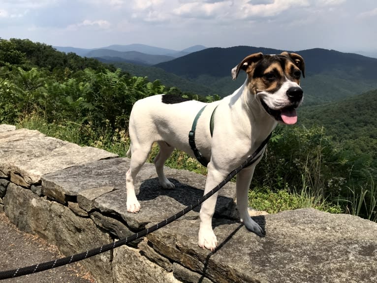 Linus, an American Pit Bull Terrier and Rottweiler mix tested with EmbarkVet.com