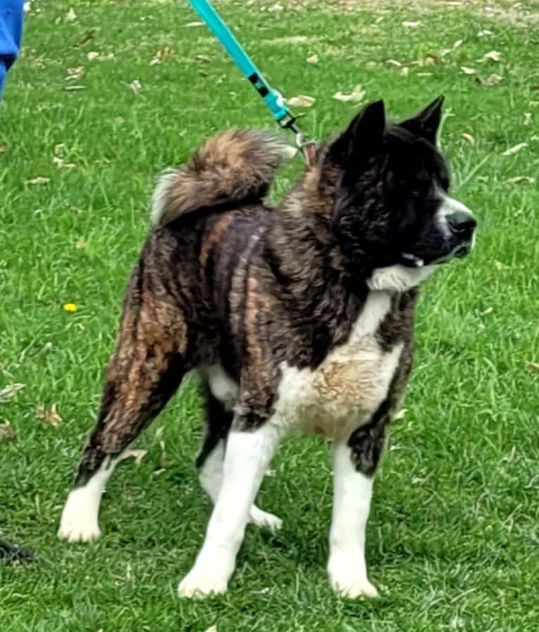 Bruno, an Akita tested with EmbarkVet.com