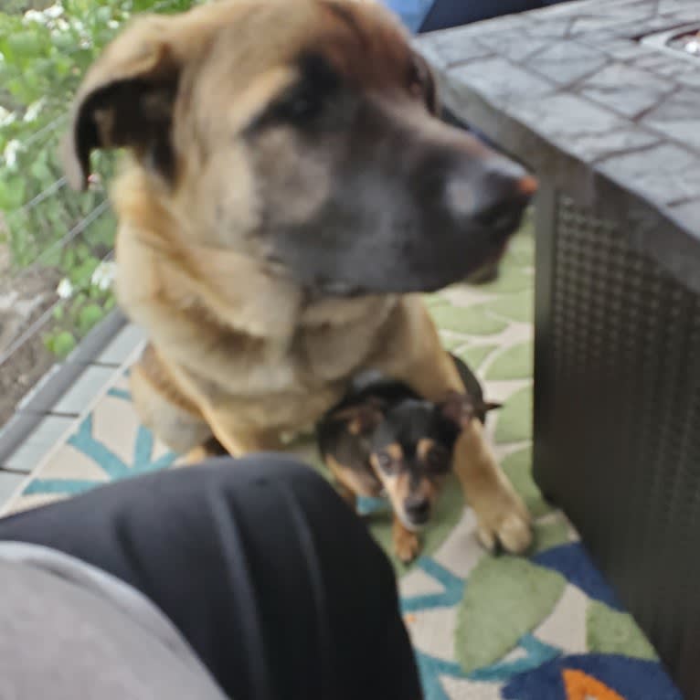 Bear, a German Shepherd Dog and Australian Cattle Dog mix tested with EmbarkVet.com