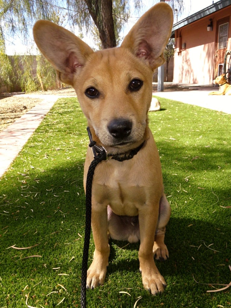 Bean, a Chow Chow and Chihuahua mix tested with EmbarkVet.com