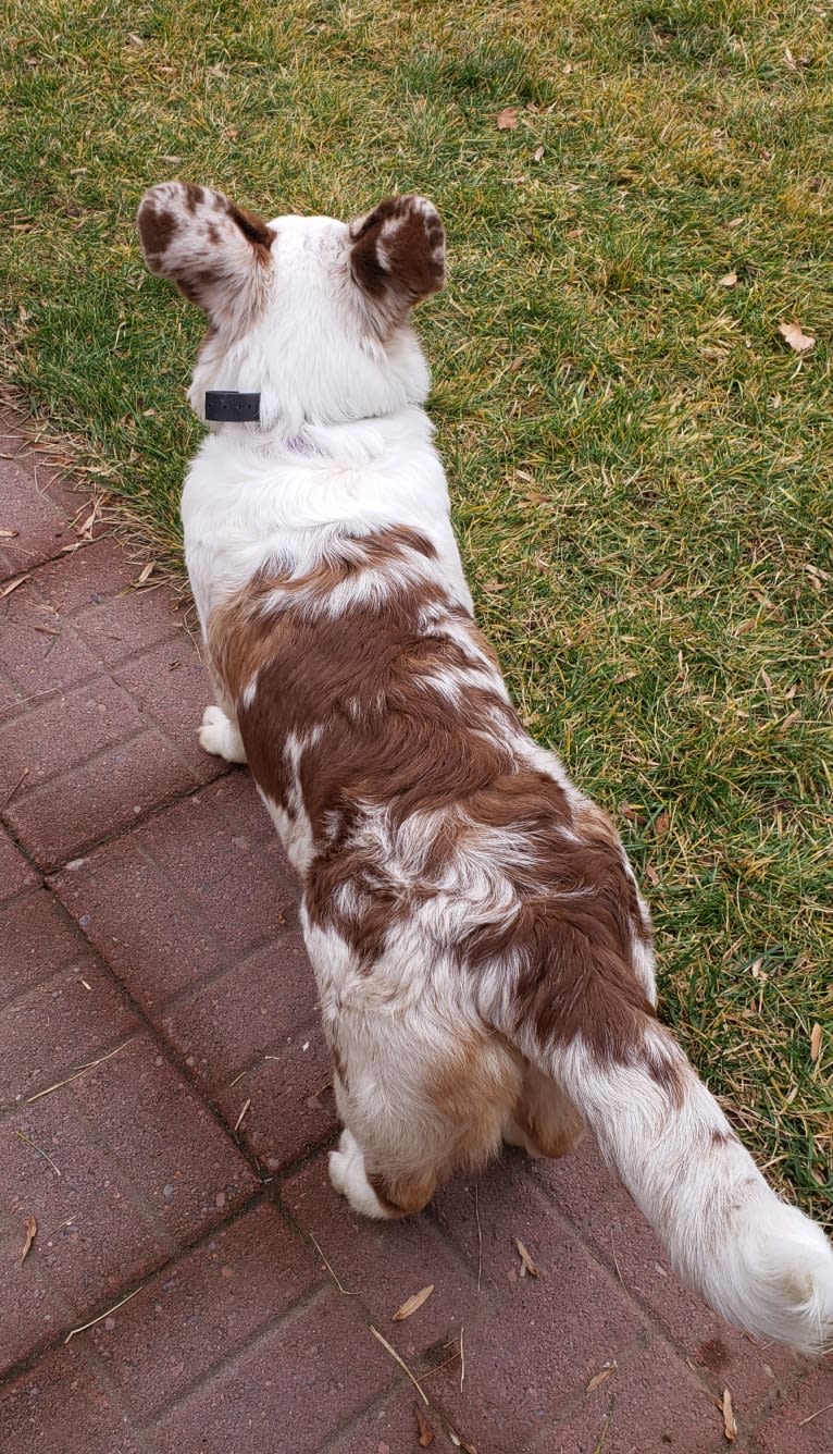Lapa, a Cardigan Welsh Corgi tested with EmbarkVet.com