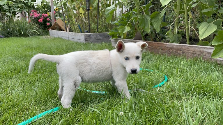 Princess Luna Rose, an Australian Cattle Dog and Siberian Husky mix tested with EmbarkVet.com