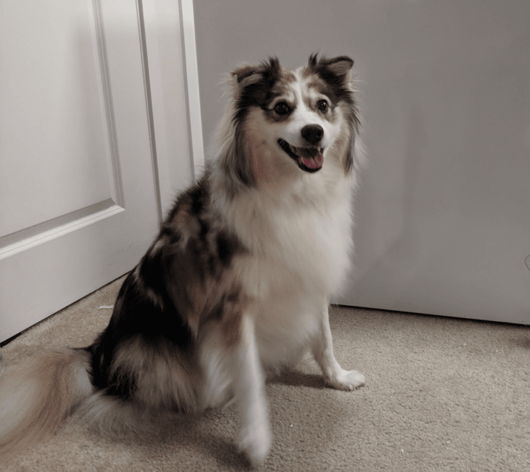 Lois, an American Eskimo Dog and Australian Shepherd mix tested with EmbarkVet.com