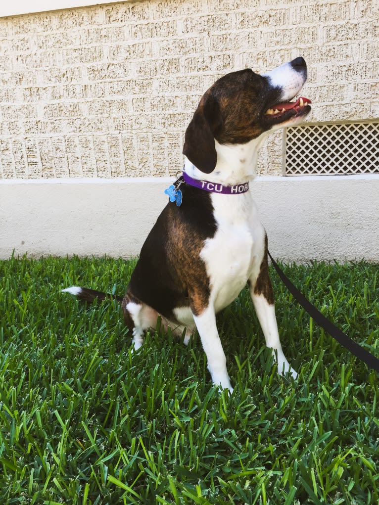 Bailey, a Beagle and American Bully mix tested with EmbarkVet.com