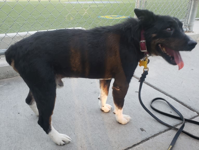 Leonard a.k.a Lenny (Rescue Rovers Novak), an Australian Cattle Dog and American Pit Bull Terrier mix tested with EmbarkVet.com