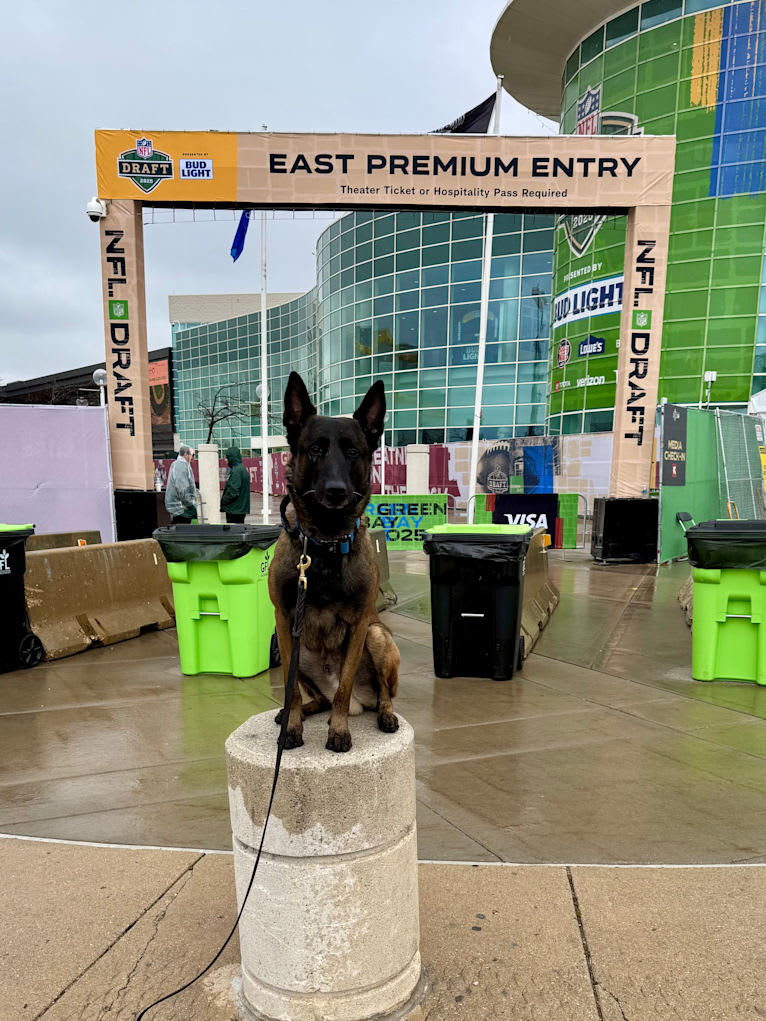 Valor, a Belgian Shepherd tested with EmbarkVet.com