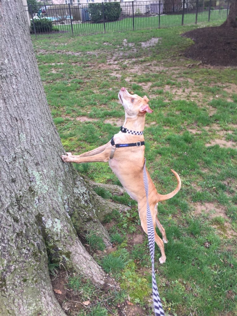 Dodger, a Mountain Cur tested with EmbarkVet.com