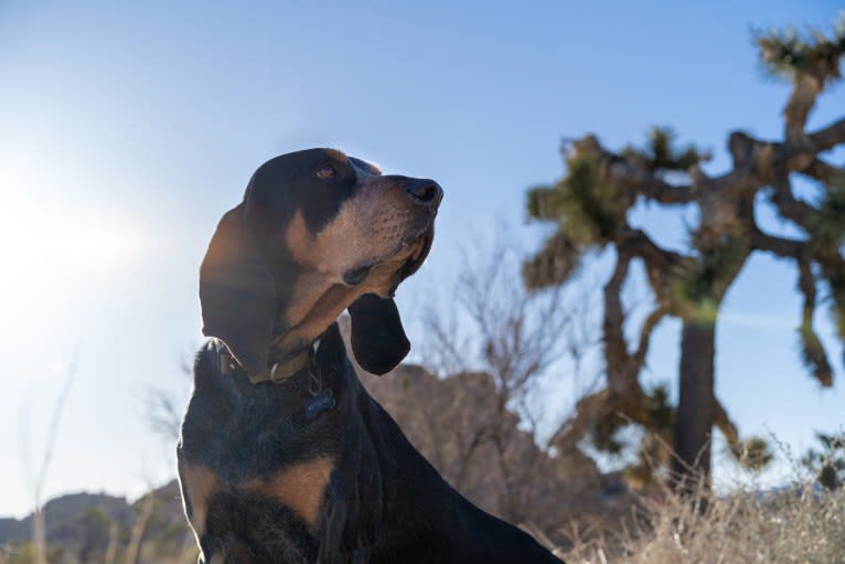 Atticus, a Bluetick Coonhound tested with EmbarkVet.com