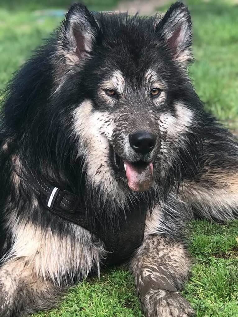 Appa, an Alaskan Malamute tested with EmbarkVet.com