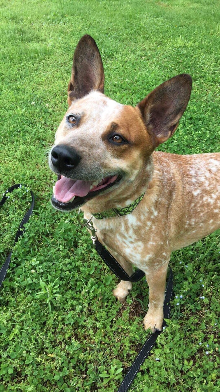 Frost, an Australian Cattle Dog tested with EmbarkVet.com