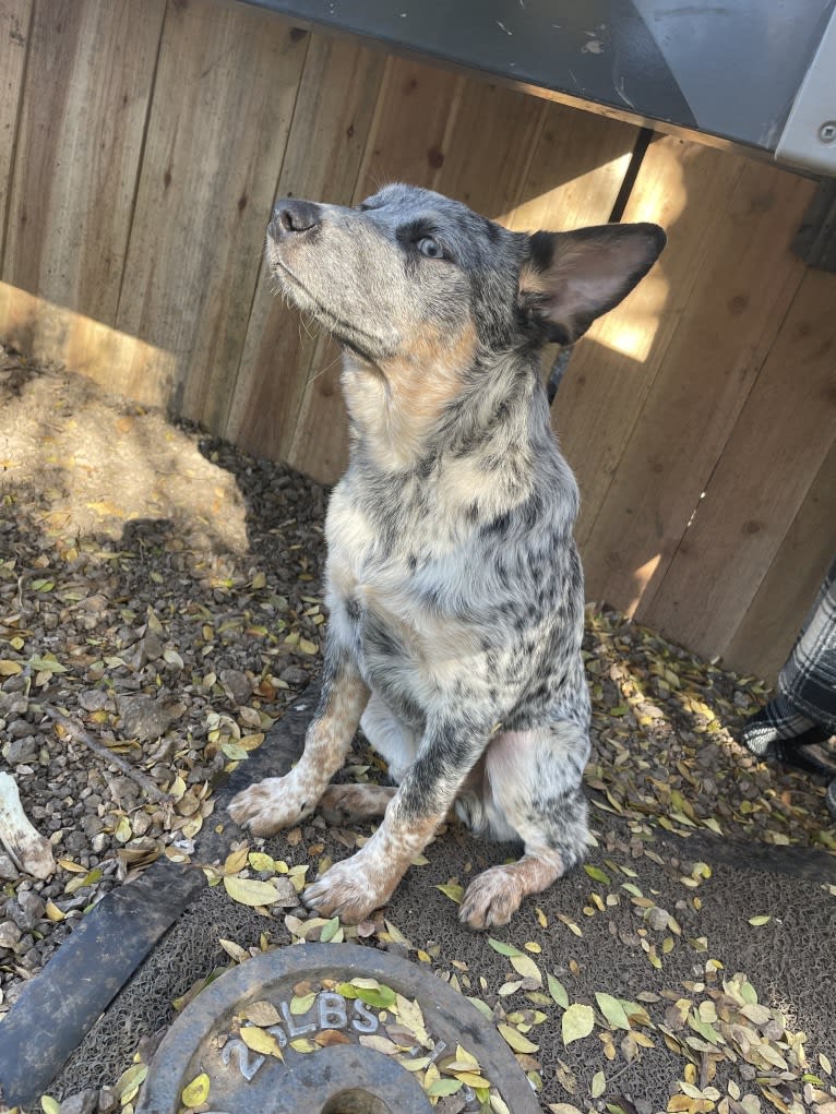 Concho Waylon Willis, an Australian Cattle Dog tested with EmbarkVet.com