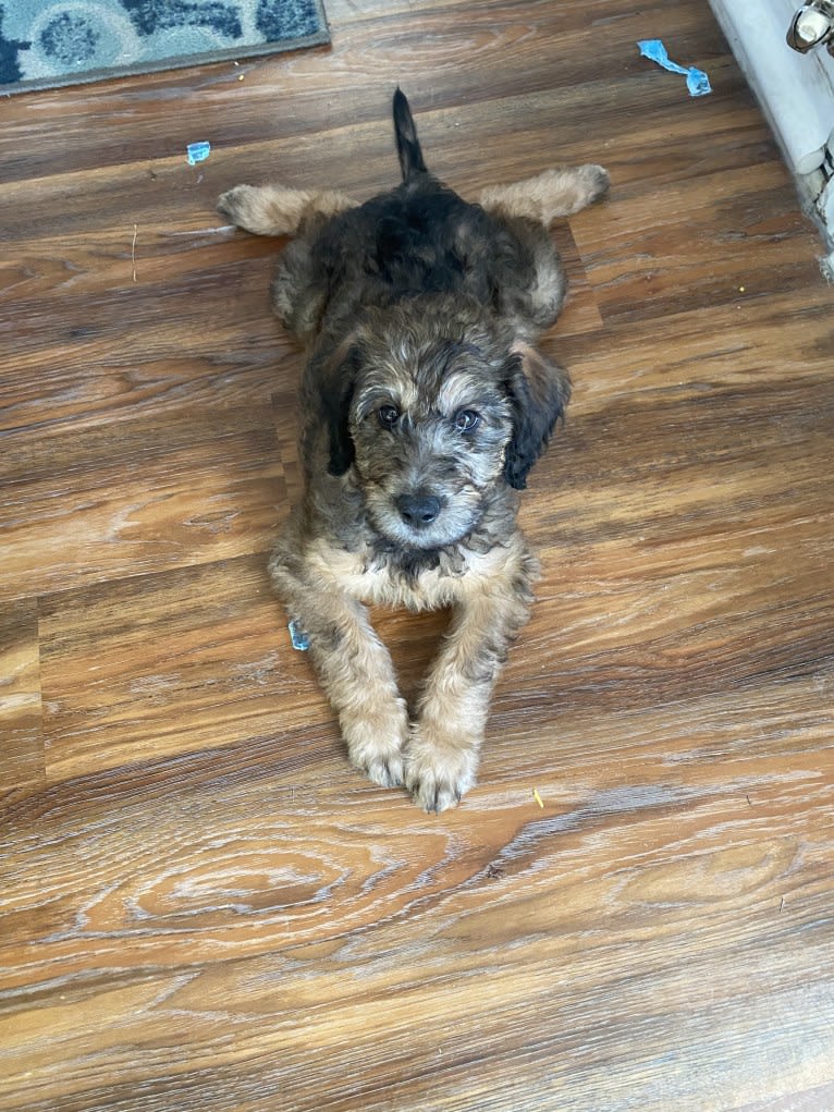 Molly, a Poodle (Standard) and Labrador Retriever mix tested with EmbarkVet.com