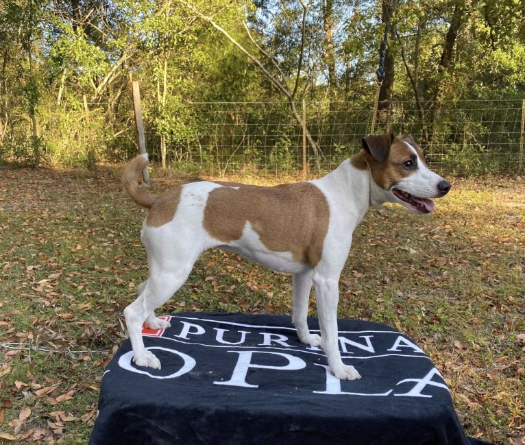 Scoot, a Russell-type Terrier tested with EmbarkVet.com