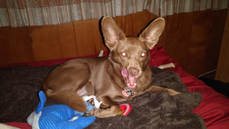 Little Red, a Russell-type Terrier and American Eskimo Dog mix tested with EmbarkVet.com