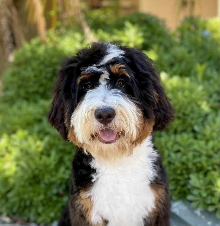 Murphy, a Bernedoodle tested with EmbarkVet.com