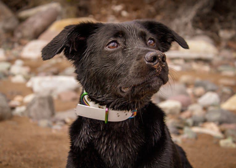 Cinder, a Newfoundland and Labrador Retriever mix tested with EmbarkVet.com