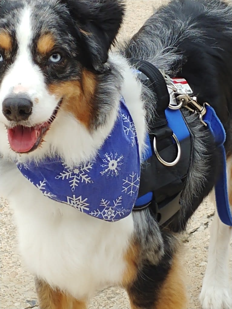 BaLue, an Australian Shepherd tested with EmbarkVet.com