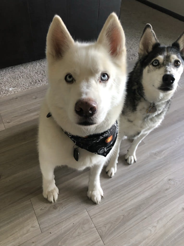 Recon, a Siberian Husky tested with EmbarkVet.com