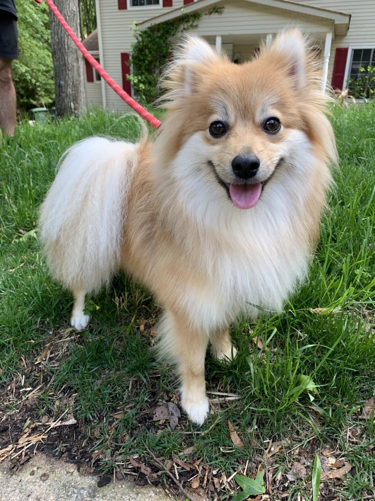 Tucker, a Pomeranian tested with EmbarkVet.com