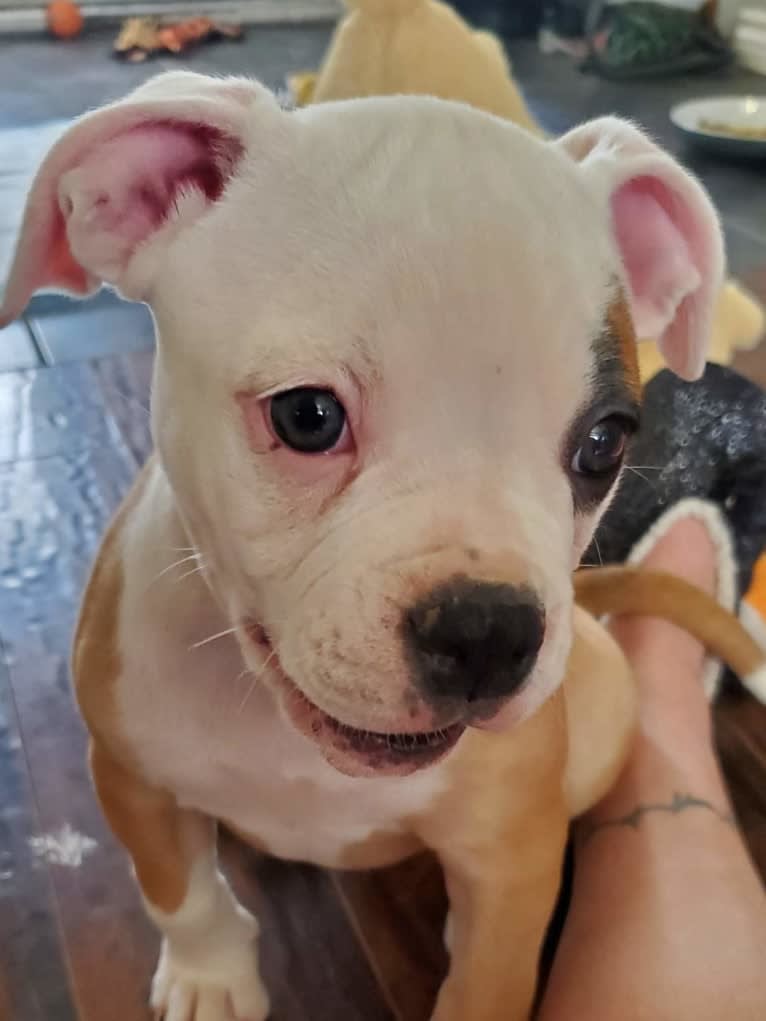 Piper, an American Bulldog tested with EmbarkVet.com