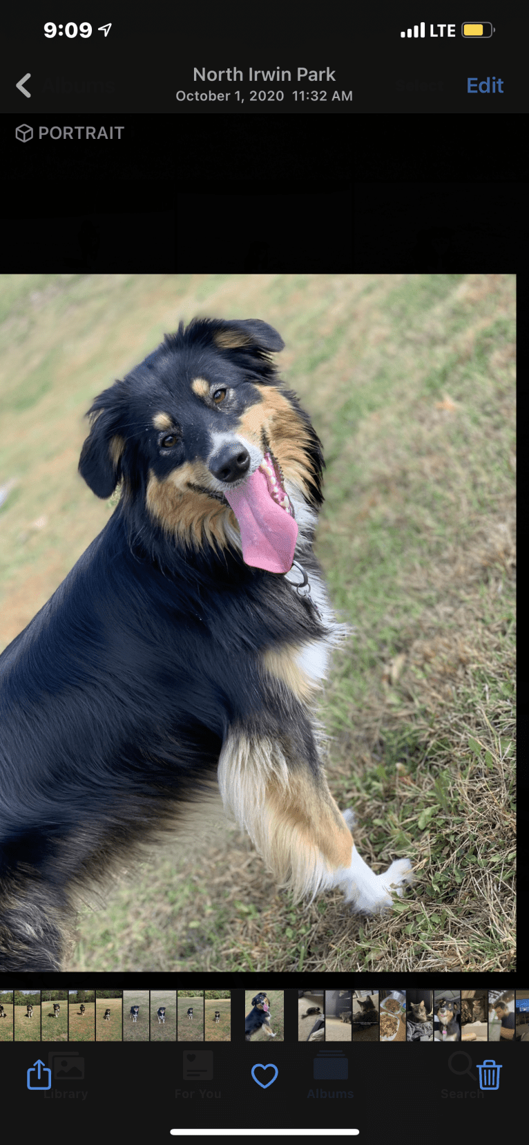 Zoey, an Australian Shepherd and Australian Cattle Dog mix tested with EmbarkVet.com