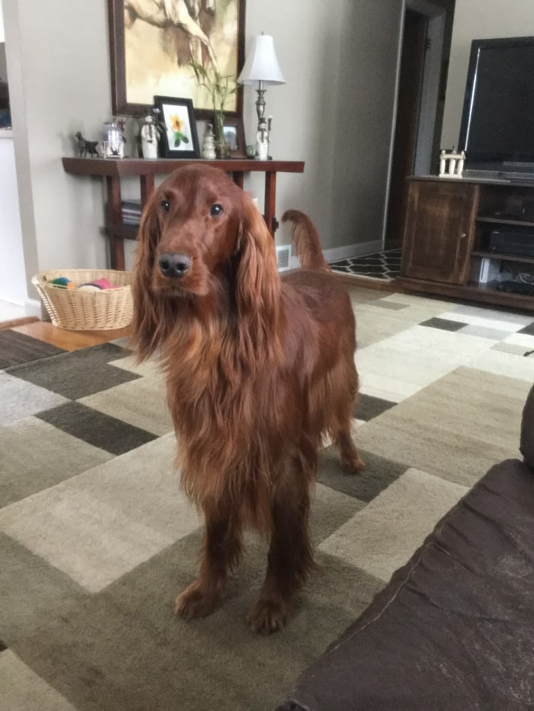 Emmet, an Irish Setter tested with EmbarkVet.com