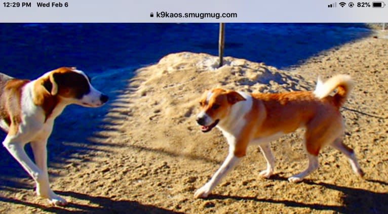 Mabel, an Australian Cattle Dog and Chow Chow mix tested with EmbarkVet.com