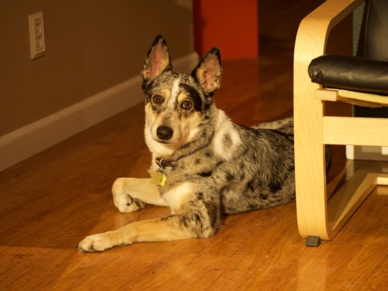 Nene, an Australian Cattle Dog and Border Collie mix tested with EmbarkVet.com