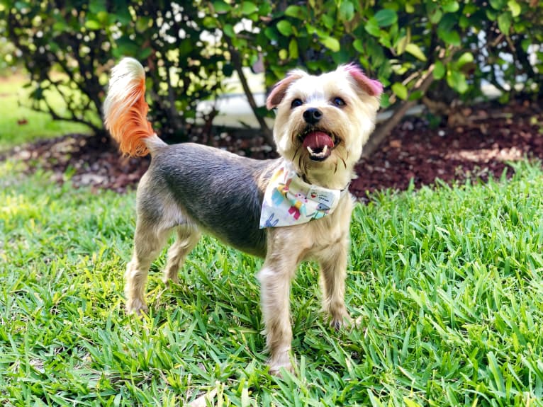 Dexter, a Yorkshire Terrier and Silky Terrier mix tested with EmbarkVet.com