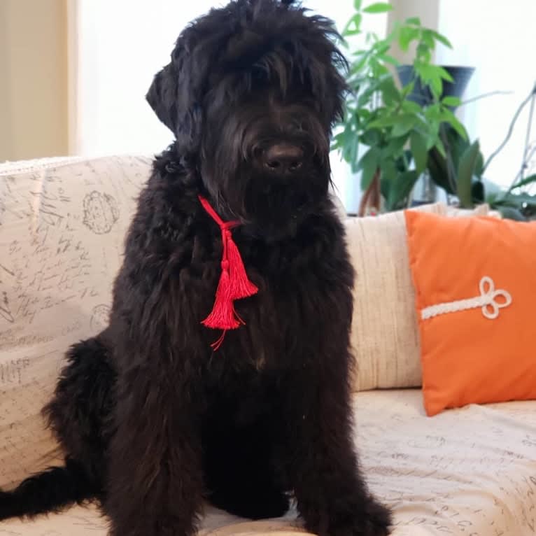 Tank, a Black Russian Terrier tested with EmbarkVet.com