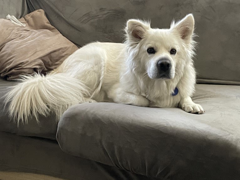 Peanut, a Cocker Spaniel and Chow Chow mix tested with EmbarkVet.com