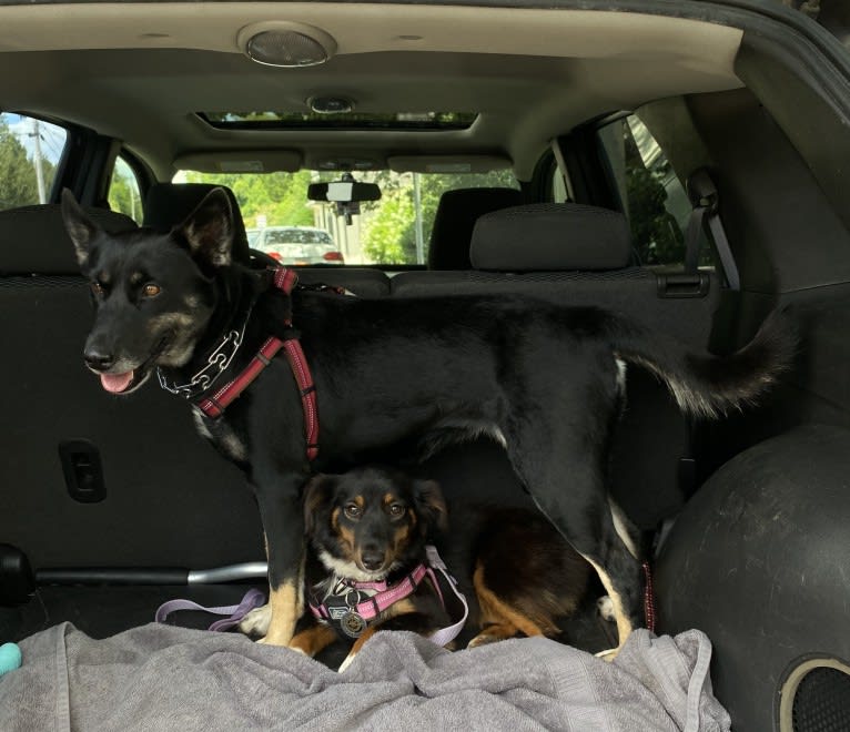 Laika, a Siberian Husky and Border Collie mix tested with EmbarkVet.com