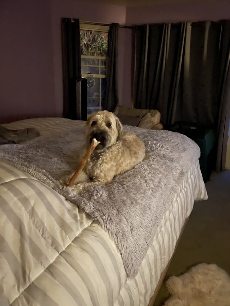 Ruby, a Soft Coated Wheaten Terrier tested with EmbarkVet.com