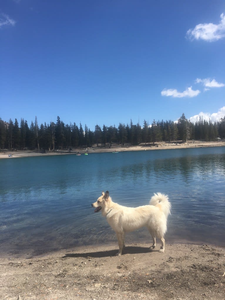 Loki, a Great Pyrenees and Australian Cattle Dog mix tested with EmbarkVet.com