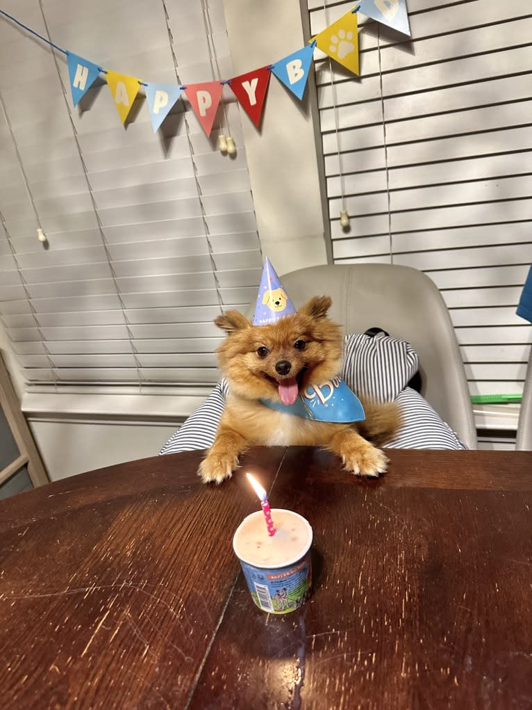 Pearl, a Pomeranian and German Spitz mix tested with EmbarkVet.com