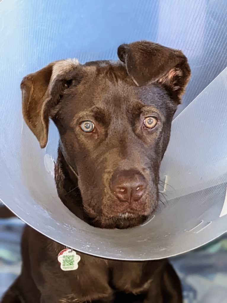 Cedar, a Neapolitan Mastiff and Cane Corso mix tested with EmbarkVet.com