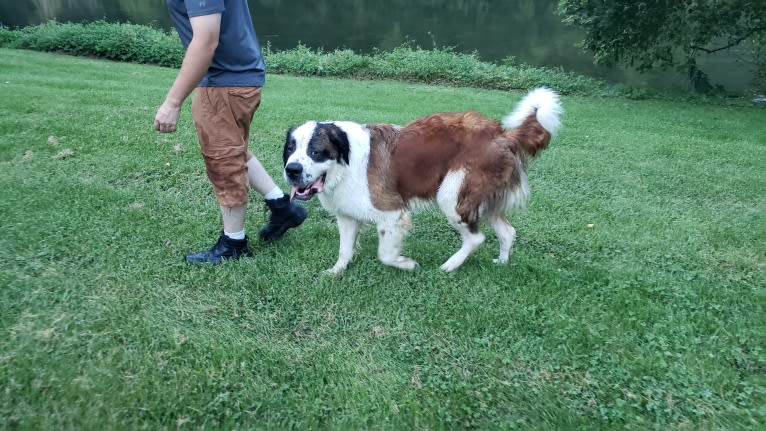 Thor, a Saint Bernard tested with EmbarkVet.com