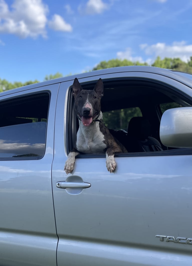 Dippy, a Bull Terrier tested with EmbarkVet.com