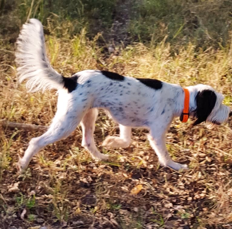 Snoopy, a Llewellin Setter and Bichon Frise mix tested with EmbarkVet.com