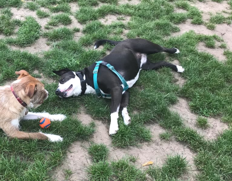 Banjo, an American Bully and American Pit Bull Terrier mix tested with EmbarkVet.com