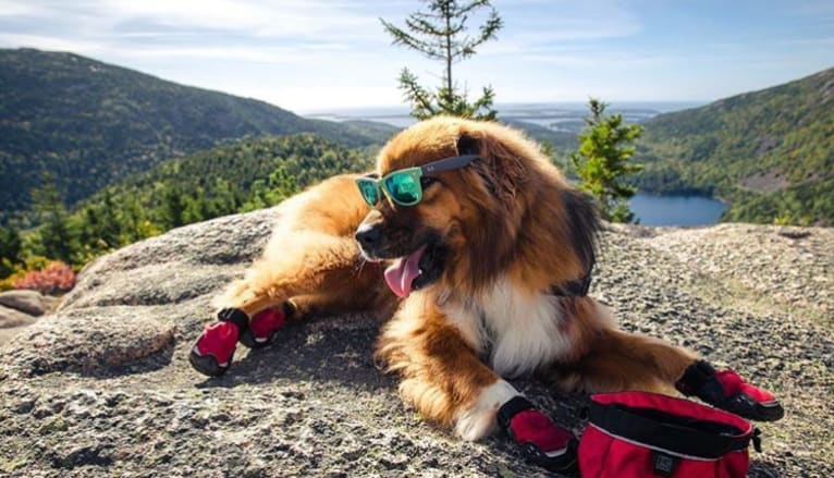 Huxley, a Chow Chow and Rottweiler mix tested with EmbarkVet.com